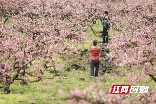 桃花园里赏花游