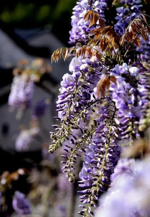 第三章:紫藤花的种植技巧分享