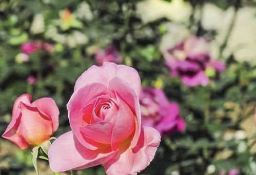 月季花枯萎了怎么办？