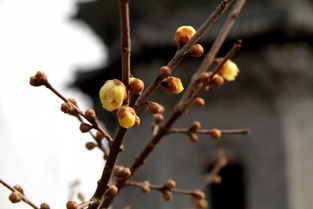 香薰制作，家里香香的