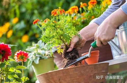 园艺初学者的必修课：认识灌木类植物