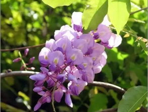 紫藤移植小根断了还嫩活吗？