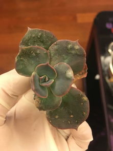 多肉根部发霉了怎么办？如何挽救