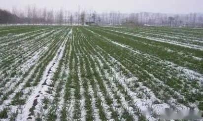 生姜种植技术要点，关注土壤、气候、播种、管理等关键环节
