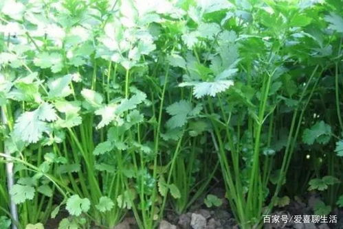 香菜种植中打农药的必要性