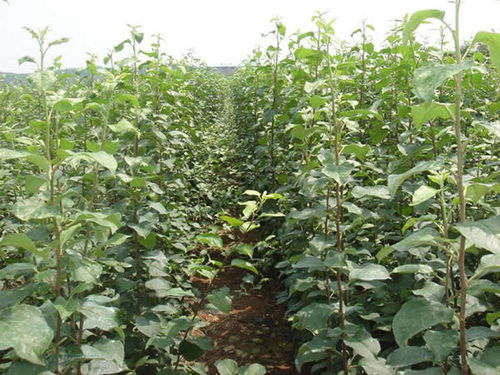 红刺梅种子催芽小窍门