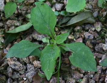 野茼蒿可食用，与茼蒿区别明显