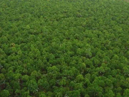 云南的生态城市建设