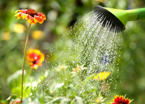 养花那些事儿：室外花草浇水指南