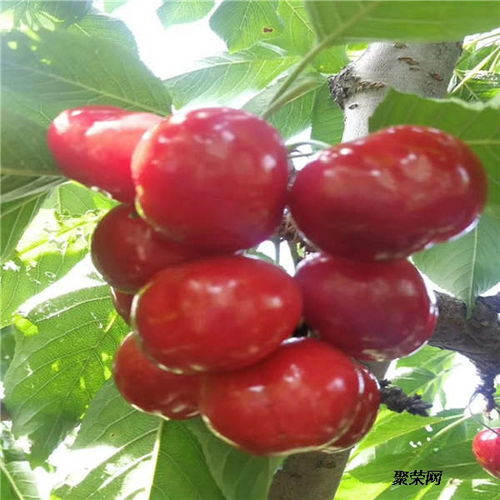 园艺爱好者种植樱桃经验分享