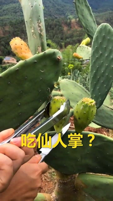 仙人掌果能吃吗？听听过来人怎么说