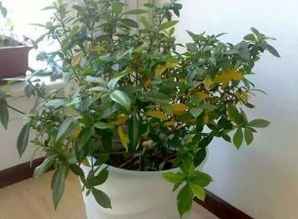 四、 土壤碱化的大问题