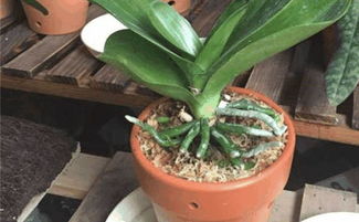 养植的建议：给新手的忠告