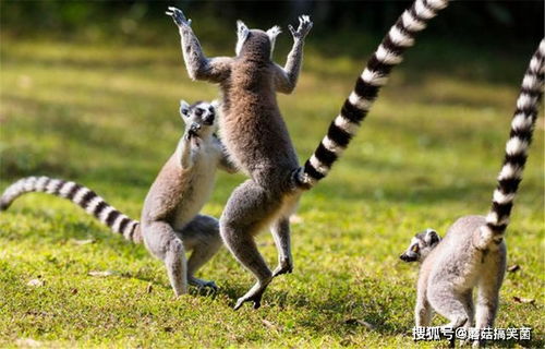 百足虫代表什么？狐的尾巴为何如此长？