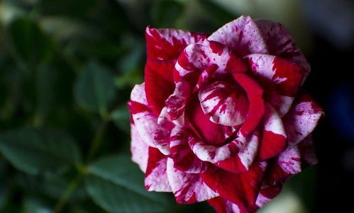 秋天的月季，还Neng绽放吗？