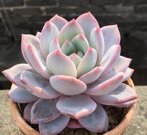 干枯的原因那么多