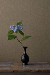 家居艺术插花，让家变身艺术馆的7种神仙花卉组合