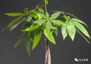 养好发财树， 还得注意这些细节