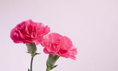 二十岁的女人， 茉莉花的清新