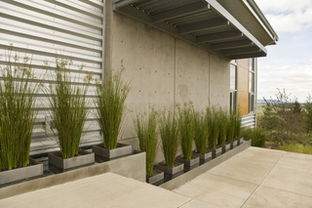 庭院花园银灰色植物， 打造格调高雅空间