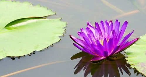紫色睡莲，心灵的寄托