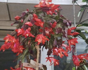 “石竹耐寒至-15℃，冬季不怕冻，爆款花卉！”