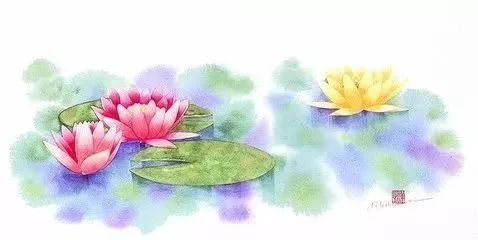 睡莲的美妙之处