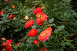 定植， 就像安家一样