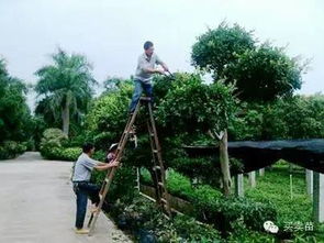 树干的保护