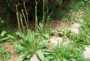 车前草的生存小技巧