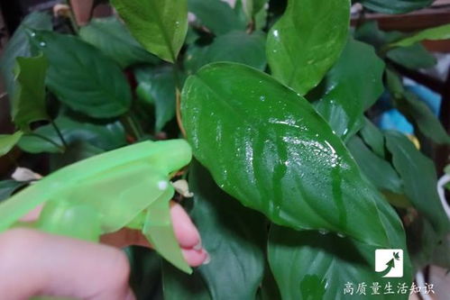 噻虫嗪和洗衣粉混合使用对枇杷树有影响吗？尿素氮肥适合施用于枇杷树吗？
