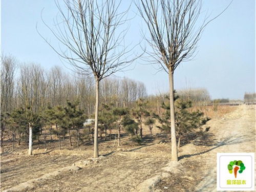 各地国槐树价格大比拼