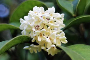 四季桂：全年花香，四季如春