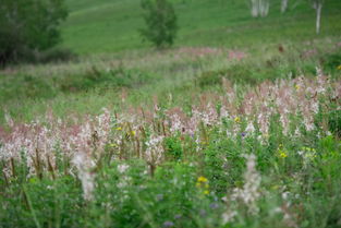 蒙古莸、 白刺、紫花苜蓿：草原上的隐藏大佬
