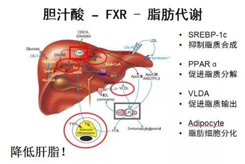 宠物预混合饲料添加剂、添加剂预混合饲料和混合型饲料三者有何本质区别？