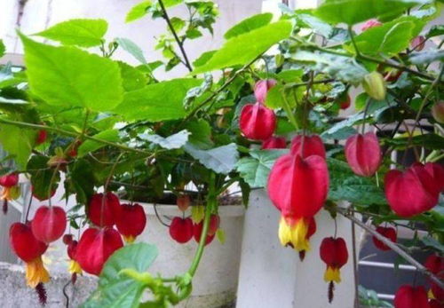 蔓性风铃花叶子发黄怎么办？