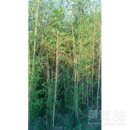 庭院种植竹子的选择与养护