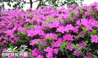 毛鹃的美丽画卷