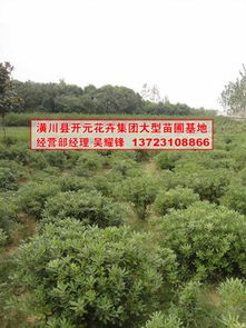 先来了解一下海桐球