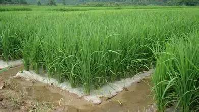 噻吩磺隆， 选择性内吸传导型磺酰脲类除草剂