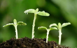 草籽发芽的小秘密