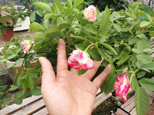 摩纳哥公爵月季：优雅的舞者