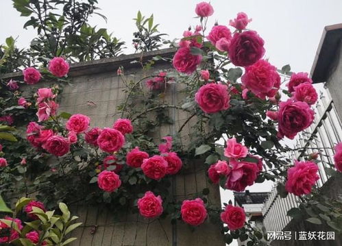 叶面肥：草坪与月季的绿色营养剂