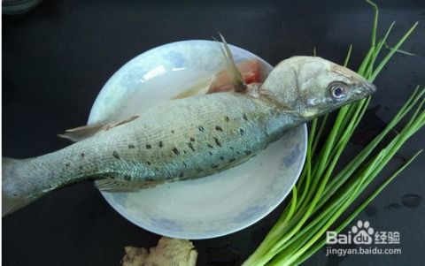 鲈鱼白斑病是一种由真菌引起的鱼类疾病