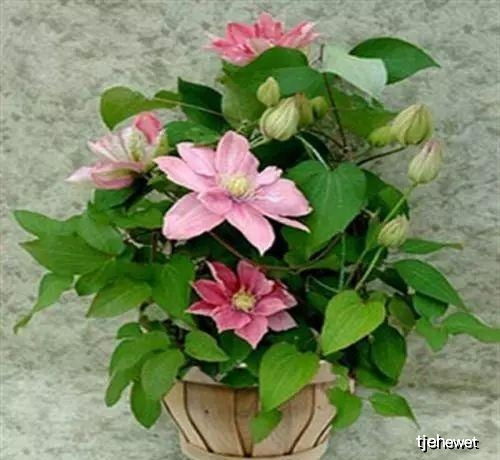 花朵：如梦似幻的深红色