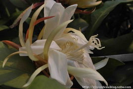 残花处理， 避免小黑飞产卵