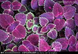 紫色长叶子的神秘植物