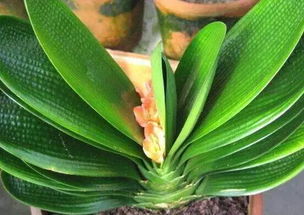 半阴半阳的秘密大揭秘