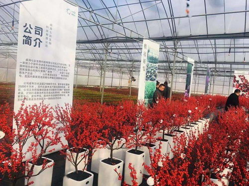 冬青插枝，让绿色延续的秘密武器那个！