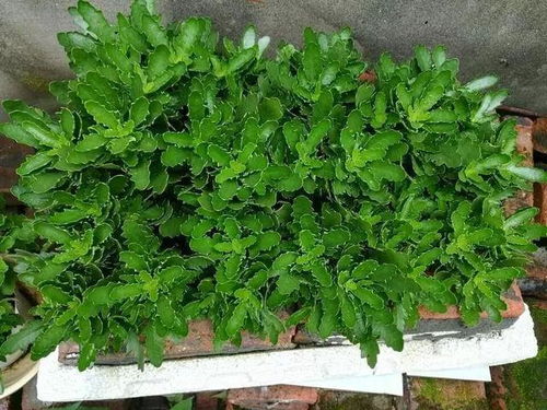 紧急救援方案：应对植物问题